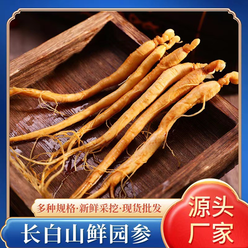 [Factory Direct Sales] Changbai Mountain Fresh Ginseng Wholesale Northeastern Local Specialty Bagged Fresh Ginseng Soup and Wine Ginseng