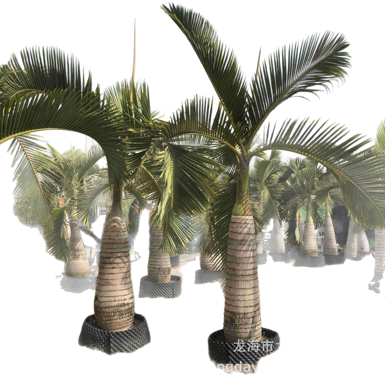 Fujian Wine Bottle Coconut Price Zhejiang Wine Bottle Coconut Tree Wholesale Hainan Wine Bottle Coconut Quote