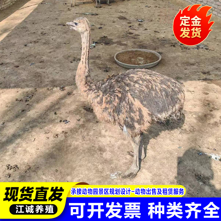 Ostrich Seedlings A Pair of Price Breeding African Pure-bred male and female ostrich Australian Emu pups keep pets