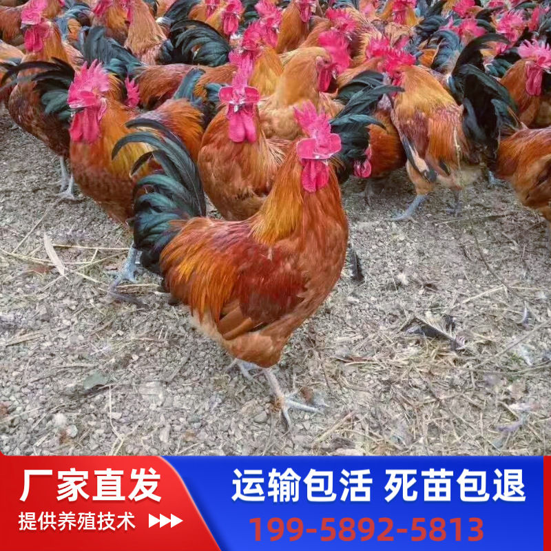 Однодневные цыплята красной яо, мужские цыплята, смешанные цыплята, черные яо, местные несушки, транспортная упаковка, вакцинация