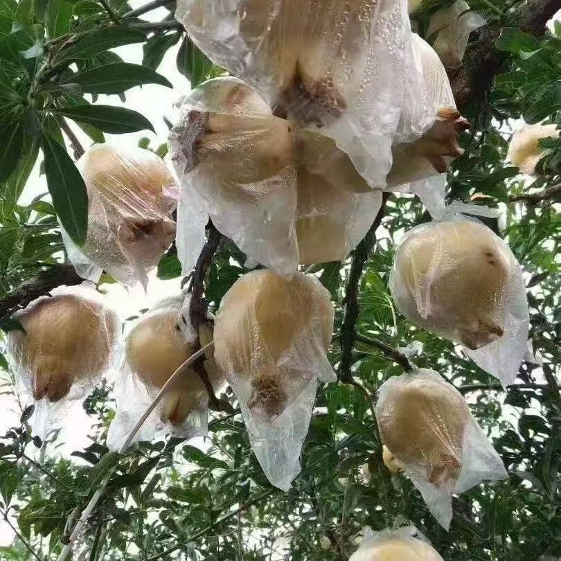 Huaian White Flower Jade Seed All-White Pomegranate Thin-Skinned Juicy Sweet Pomegranate Fresh Pomegranate Fresh Fruit Wholesale Delivery