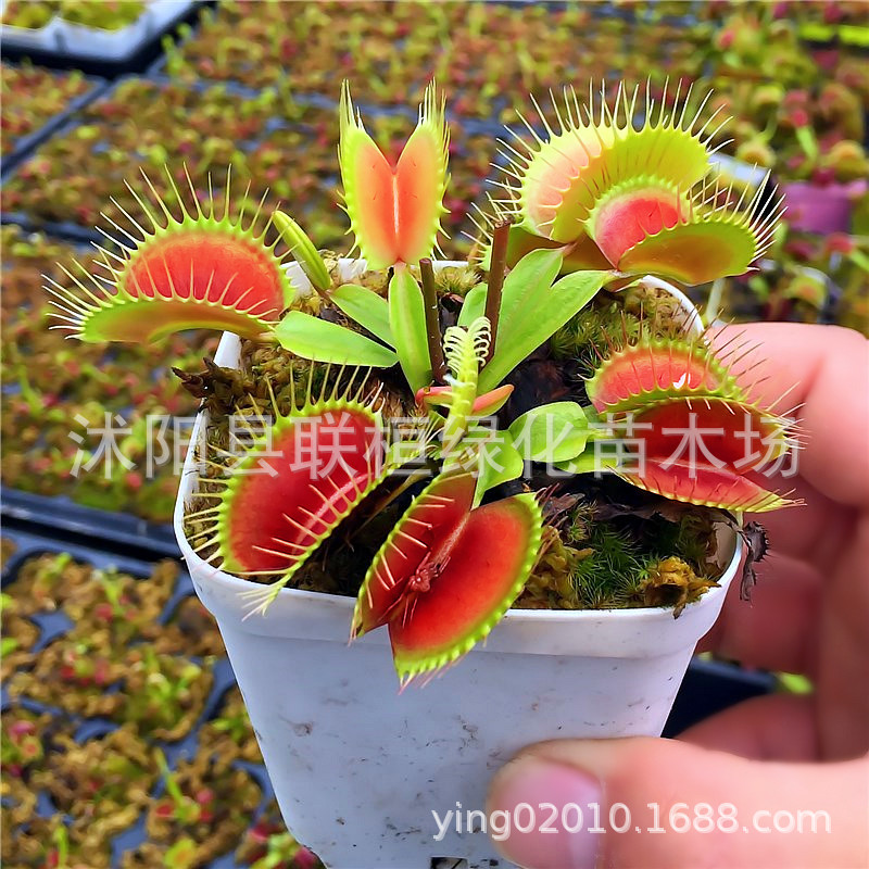 Flytrap Seeds, Carnivorous Plants, Man-Eating Flower Seeds, Mosquito Repellent Plants, Mosquito-Catching Plants, Insect-Eating Plants, Insect-Catching Plants, Fun Desktop Potted Plants