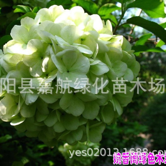 Hydrangea Seeds, Hydrangea Seeds, Sowing and Blooming in All Seasons, Easy-To-Live Potted Courtyard, Endless Summer Hydrangea Seeds