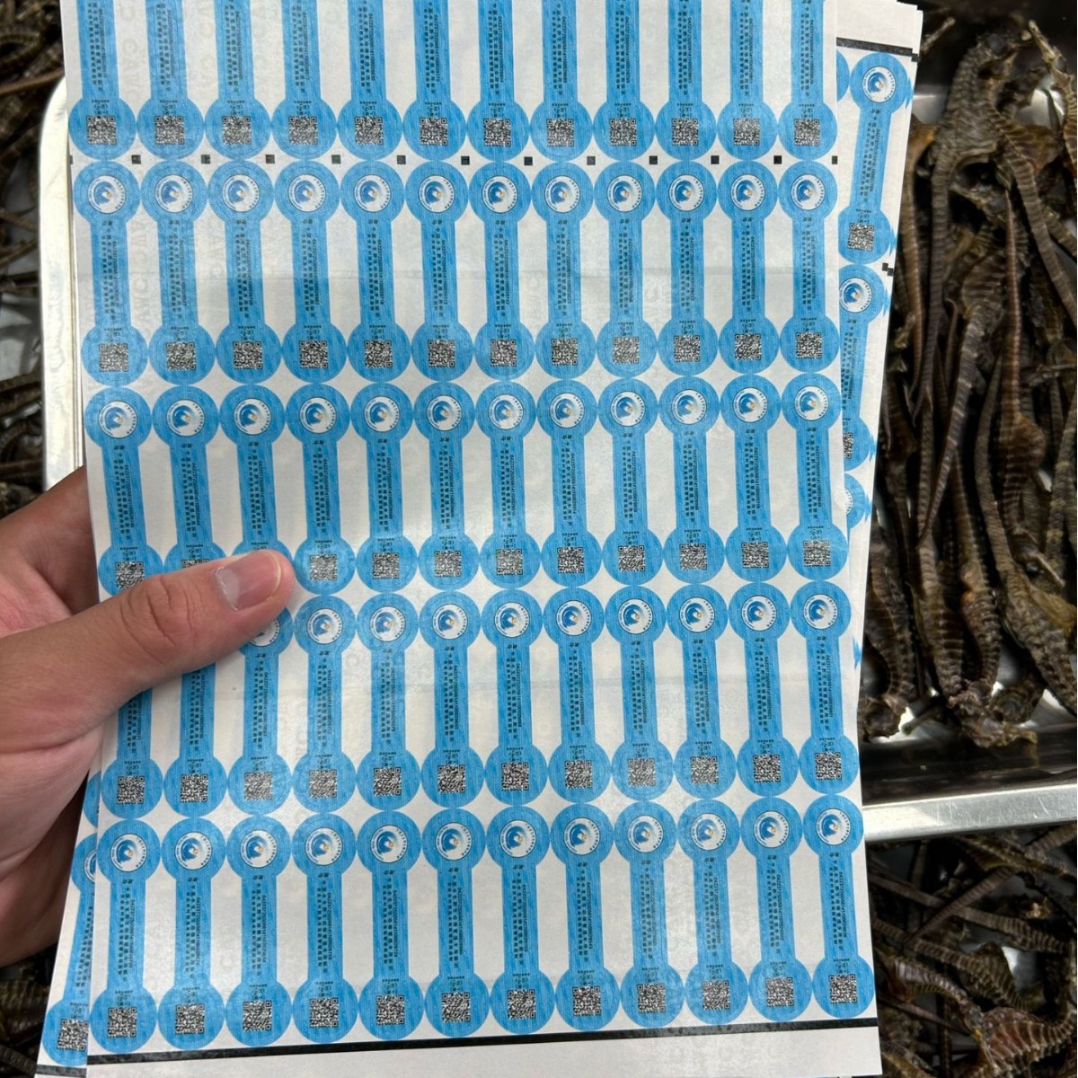 Stable Supply of Clear Water Seahorse Chinese Herbal Medicine Wholesale, Neat and Full, Natural Color, Shipped in Batches, Nourishing and Preferred