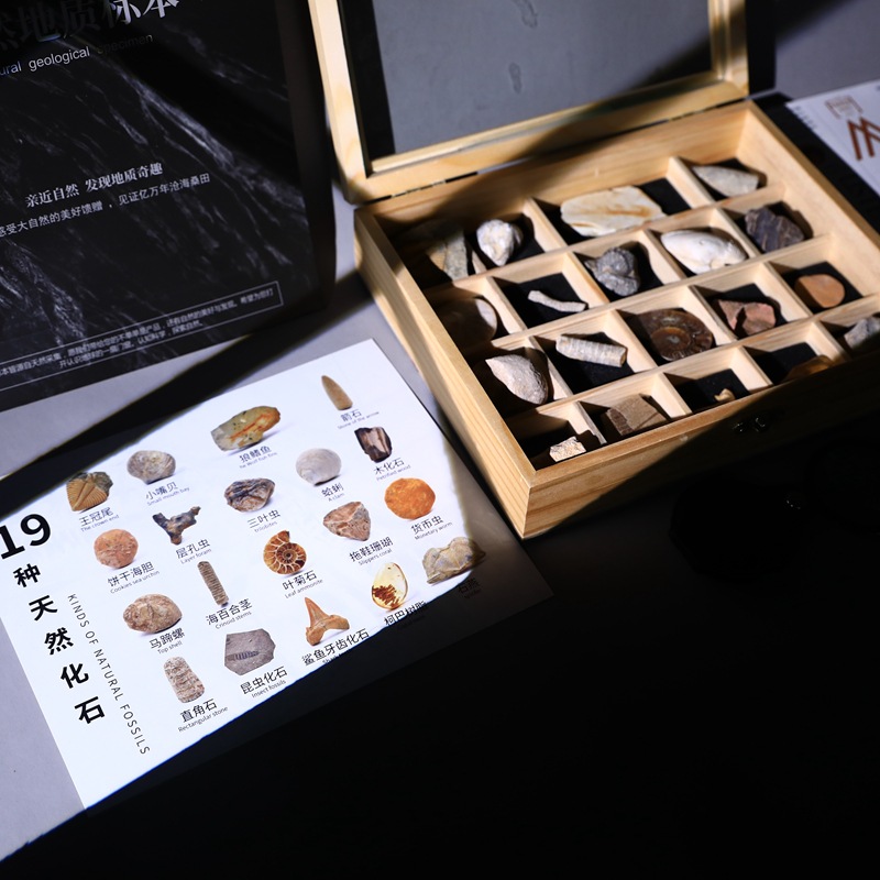 Ancient fossil original stone specimen set box trilobite amber stone decoration stone geological science teaching specimen