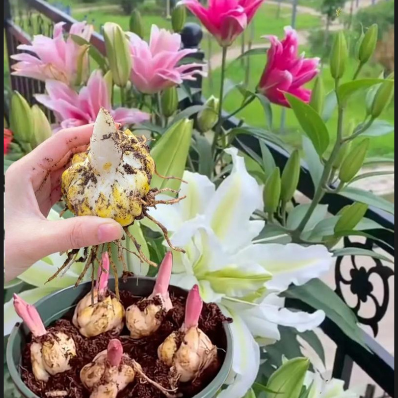 Поставка луковиц лилий, декоративные саженцы лилий, отправляемые с бутонами