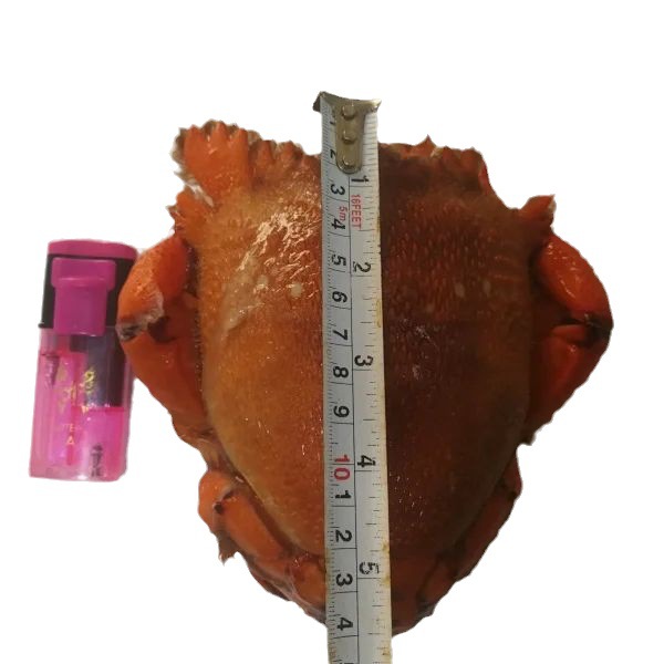 Live Frozen Tiger Crab, about 0.5kg Pieces/Piece [Love Fish Full Cabin Dropshipping Live Broadcast]