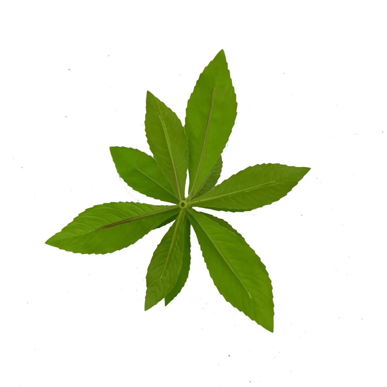 Simulated Texture Horse Drunken Tree Single Branch Scandinavian Simple Style Bionic Leaf Decoration Living Room Photography Ornaments Props