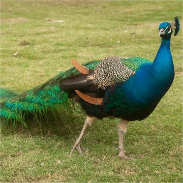 Цена на живых утят синих павлинов, поставка теплых утят, взрослые павлины для выставок, специальный домашний просмотр, высокое качество