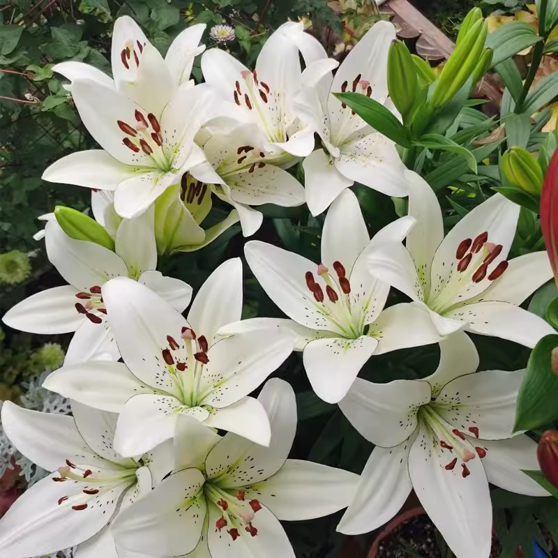 Wholesale Perfume Lily Bulbs with Buds, Easy-To-Live Seeds for All Seasons, Green Plant Bulbs, Flower Lily Potted Plants