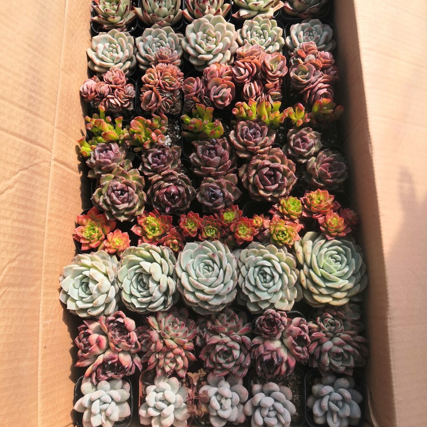 Succulent Lcl Wholesale Greenhouse Planting Manufacturer Lcl Combination Mixed Finished Potted Plants