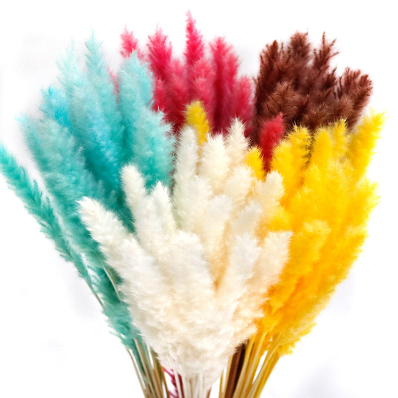 Pampas Grass Everlasting Flower Bouquet Wholesale Reed Grass Dried Flowers Pampas Flowers Fluffy Reed Dried Flowers