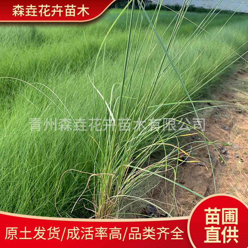 Рассада травы Фендай, многолетняя декоративная трава, цветы для ландшафта, оптовая продажа травы Фендай из Циньчжоу, провинция Шаньдун