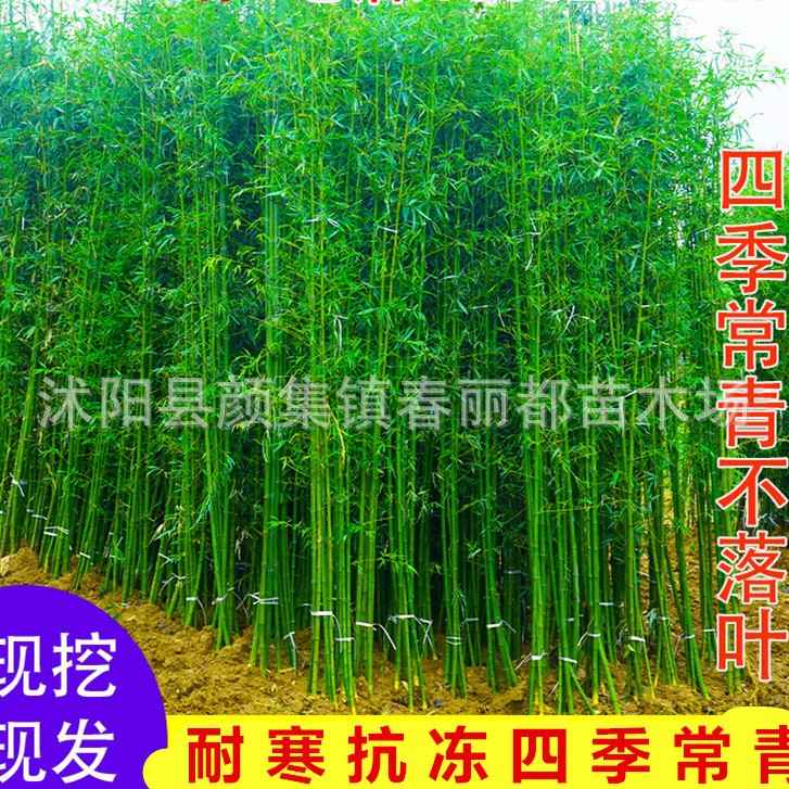 Вечнозеленые и морозостойкие растения во дворе, декоративный бамбук в горшках, зеленые и фиолетовые саженцы бамбука, золотой бамбук, бамбук Лухань и саженцы бамбука