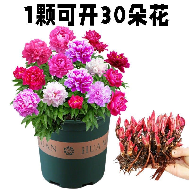 Peony Flower Seedlings, Peony Bulbs, Bulbs That Bloom in All Seasons, Courtyard Balcony Potted Perennial Flower Bulbs