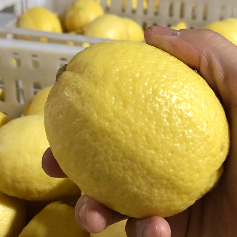 Fruit Wholesale Fresh Anyue Yellow Lemon Medium and Large Fruit 1 Catties 3-4 First-Class Juice Duoyulik Starting from 2.5kg