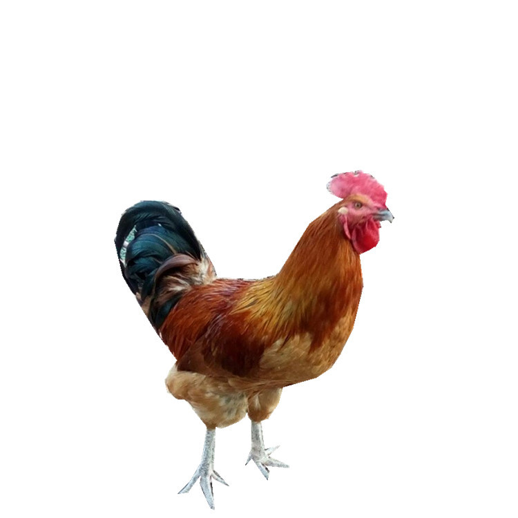 Factory Wholesale Customized Green-Footed Native Chicken Chicks That Are One Day Old and Live Chicks That Are Free-Range Small-Footed Chickens in the Mountains