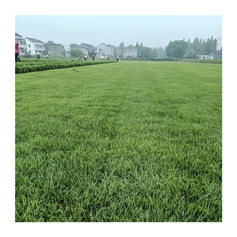 Real Turf with Soil, Four-Season Green Lawn, House Garden Courtyard with Soil, Greening, Manila Lawn