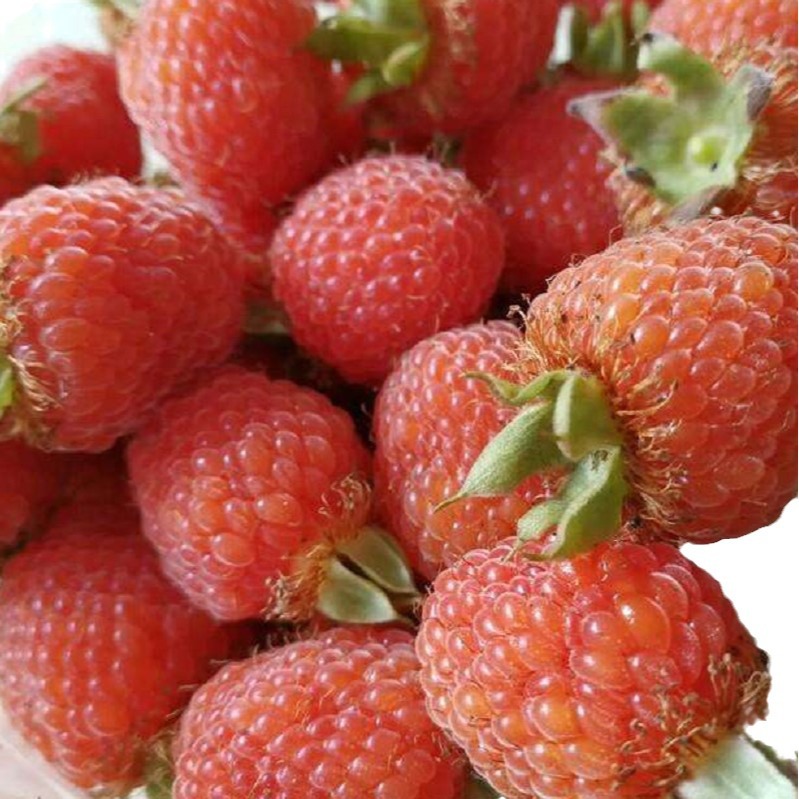 Authentic Large Palm Leaf Raspberry Sapling Red Raspberry Fruit Chinese Medicinal Material March Bubble Thorn Sweet Tea Seed Compound Shed