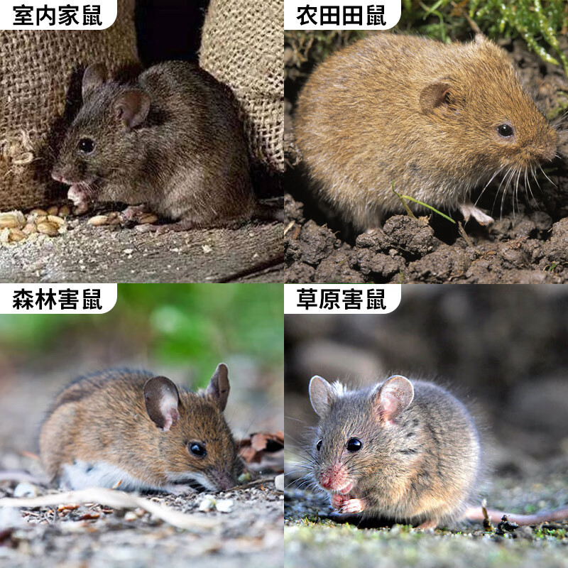 Wholesale Rat Poison for Home and Commercial Use, Three-Step Rat Removal Special Shishuang Target Biological Rodenticide Granules