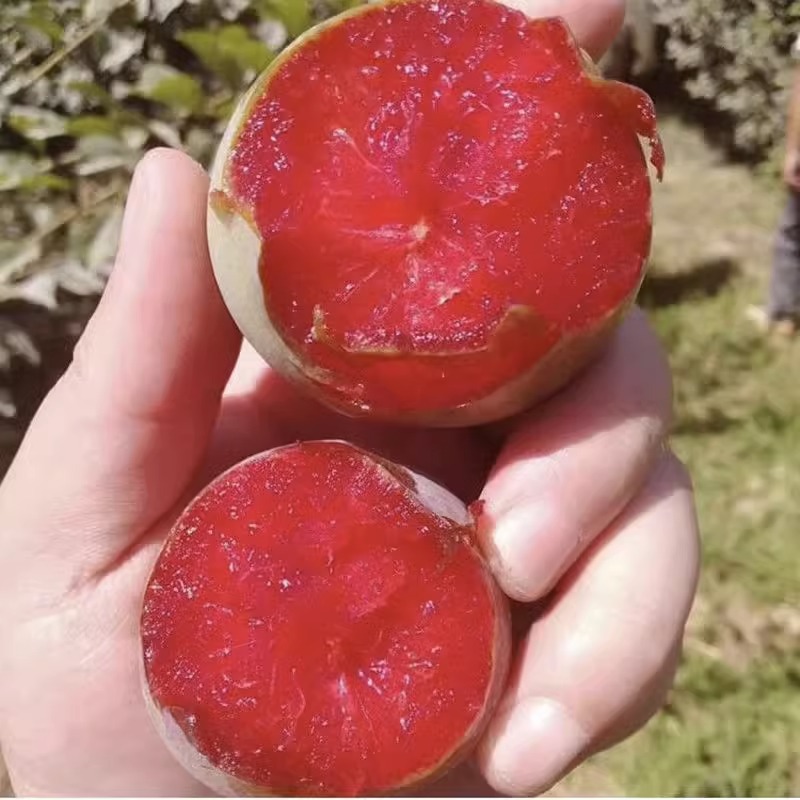 Grafted Honey Plum, Extra-Large Late-Ripening Boneless Green Crisp Plum, Sanhua Plum, Grown in Both Northern and Southern Regions, Produces Delicious Fruit in the Same Year