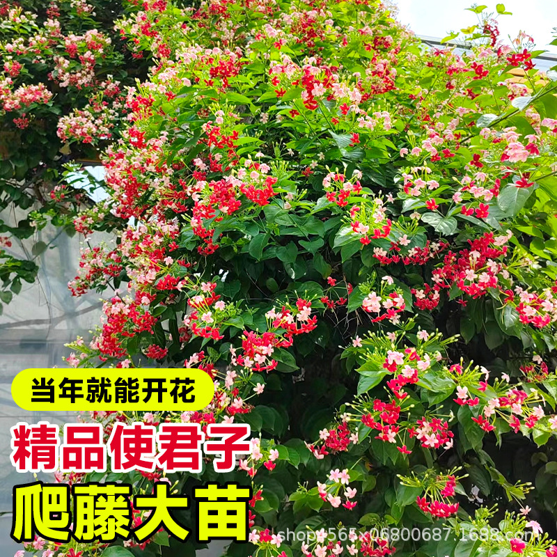 Bougainvillea Climbing Plant Indoor and Outdoor Double-Flowered Vine Climbing Flower Balcony Courtyard Fence Flower Bougainvillea Seedling