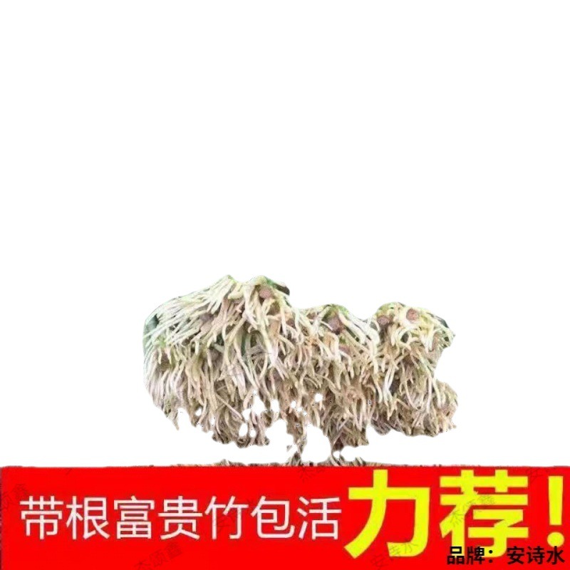 Flower Green Living Room with Roots Water-Cultured Potted Plants Office Water-Cultured Air-Purifying Green Plants Formaldehyde-Removing Bamboo