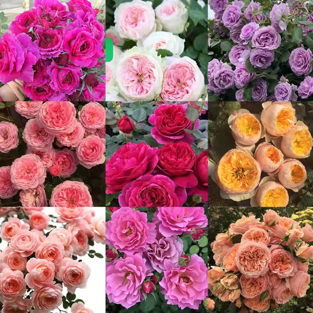 Large-Flowered Roses Are Now Dug at the Yunnan Base. Old Piles of Three-Year-Old Seedlings Are Available for One Piece. Multiple Products Are Mixed and Matched with Four-Season Flowering Roses