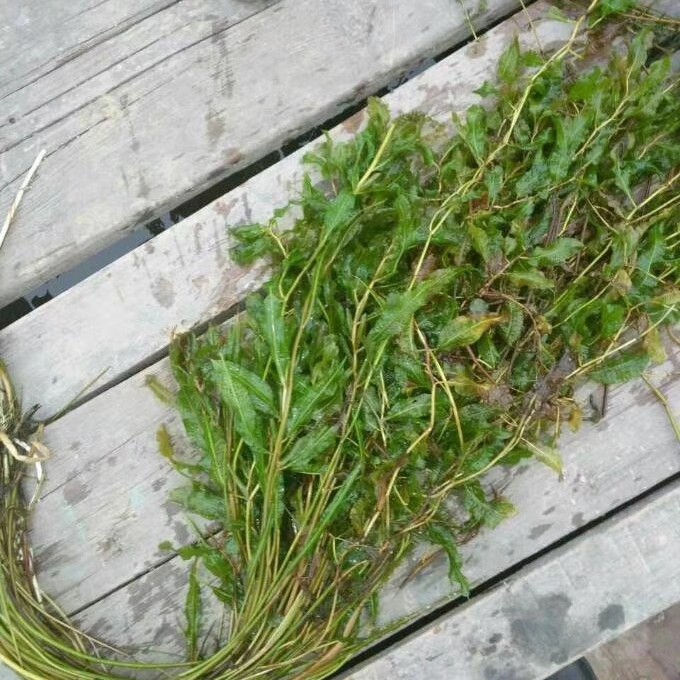 Malaysian Eye-Catching Submersed and Floating Plants Planted with Bamboo Leaves Eye-Catching Eye-Catching Plants Undertake Ecological Restoration Projects