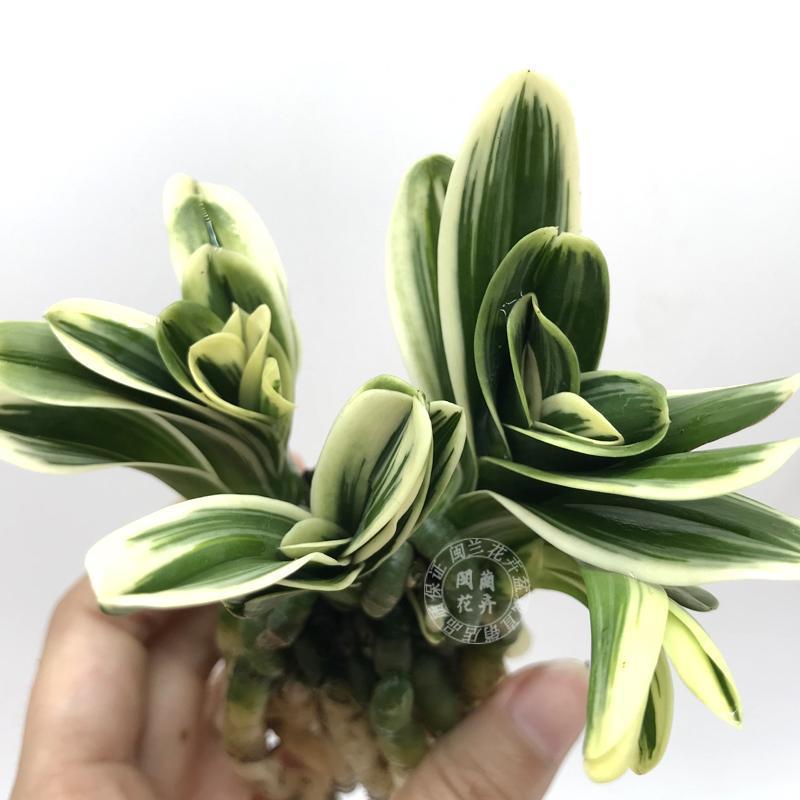 Dwarf Round-Headed Golden-Edged Orchid Potted Orchid Four-Season Orchid Strong-Scented Indoor Balcony Flower and Green Plant