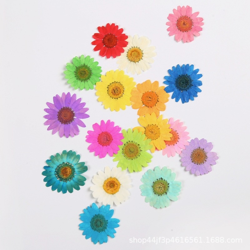 White Crystal Chrysanthemum Dried Flower Embossed Handmade diy Plant Specimen pressedflower Real Tree Hand Account Activity Supplies