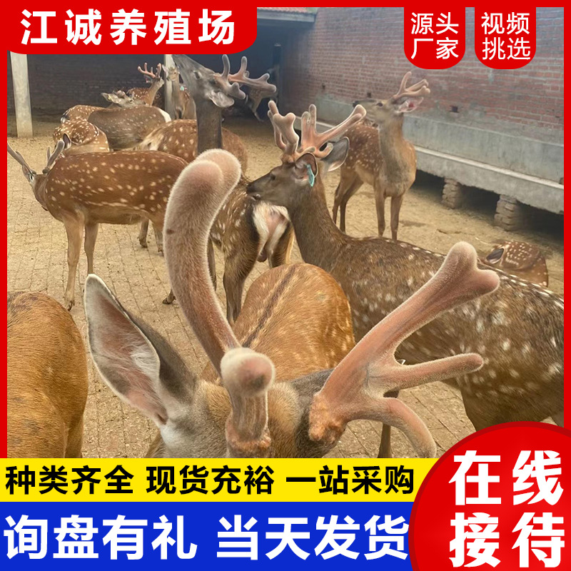 Декоративные интерактивные сика-оленя в саду для продажи и аренды, нежные сика-оленя, цена на оленят сика.