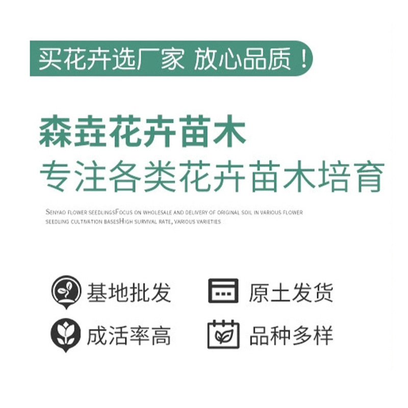 Golden Leaf Sedum Grassland Plant Can Be Viewed in All Seasons Potted Courtyard Rockery Greening Qingzhou Grass Flower Base