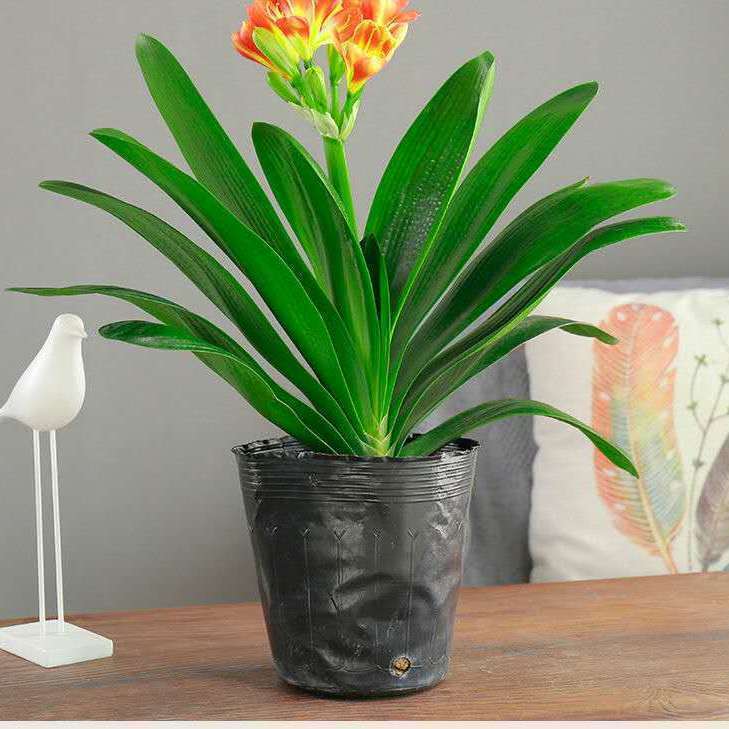 Clivia Seedlings, Clivia Potted Plants, Clivia Large Seedlings, Indoor Office Flowers and Green Plants, One Piece Wholesale Delivery