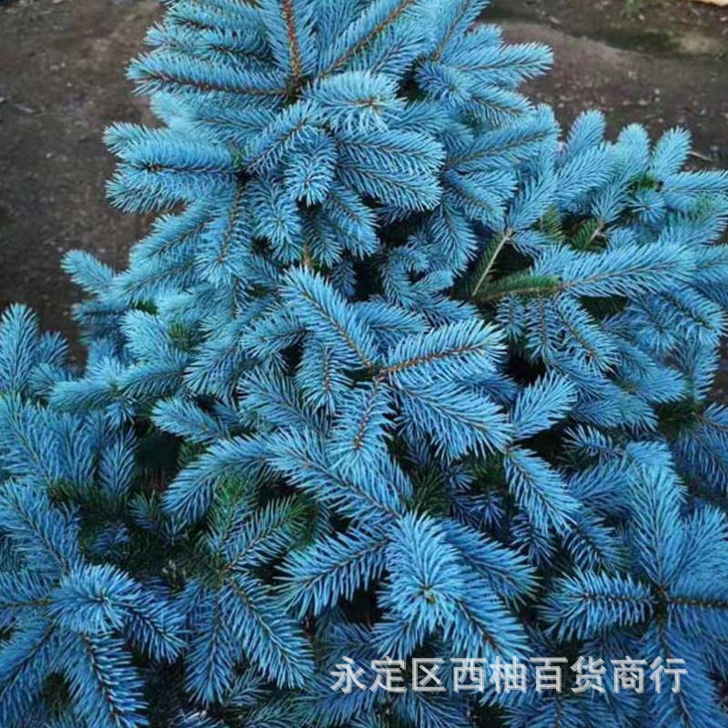 Семена голубой ели, саженцы черной ели, саженцы голубой ели, саженцы колорадской голубой ели, комнатные растения для двора