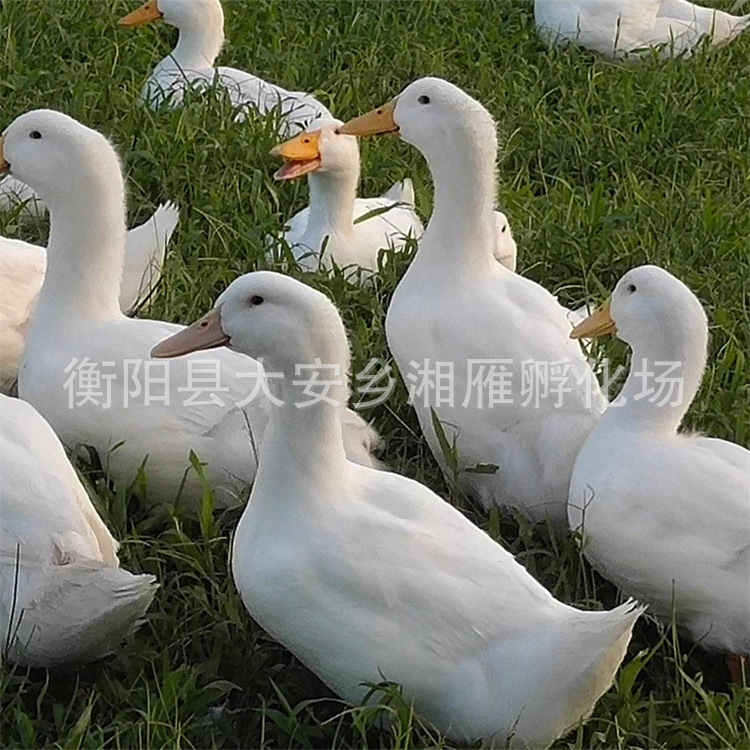 One Day Out of the Shell Cherry Valley Duck Seedlings, White-Feathered Ducks, Beijing Roast Duck, Large-Scale Fast-Type Wholesale Duck Seedlings Live Animals