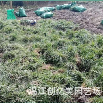 Ophiopogon Japonicus, Fine-Leaf Ophiopogon, Courtyard Slope Protection, Four-Season Green Broad-Leaf Yulong Grass, Large Quantity, Preferential Price
