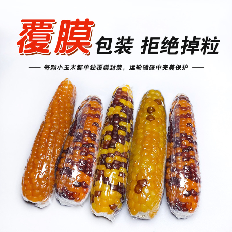 24-Year-Old Seasonal Mini Corn Medium-Sized Hamster Golden Bear Rabbit Molar Stick Chinchilla Molar Snack Healthy Molar Chew
