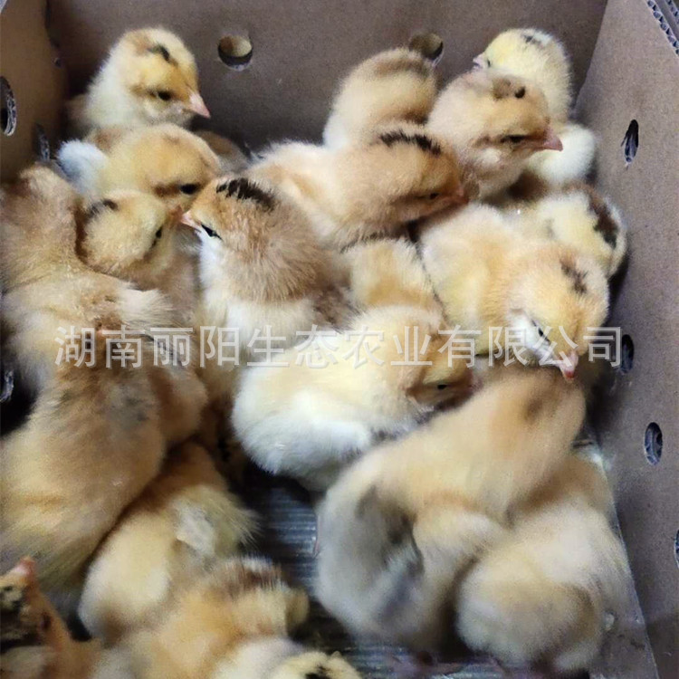 Sanhuang Chicken Seedlings Hatchery Wholesale Sanhuang Soil Two Chicken Seedlings and Black Chicken Seedlings Ma Yellow Soil Chicken Seedlings Green Shell Egg Chicken Seedlings