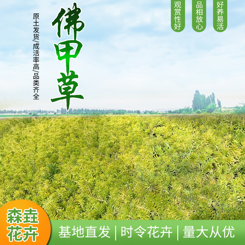 Золотистый седум, растение для газонов, подходит для озеленения, горшечные растения для рокариев