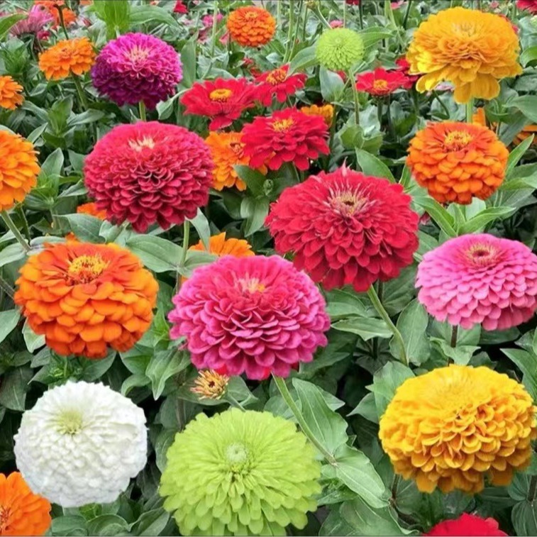 Various Internet Celebrity Flower Seeds, Flower Seeds, Popular Flower Seeds Products, Flower Seeds Wholesale Small Packages