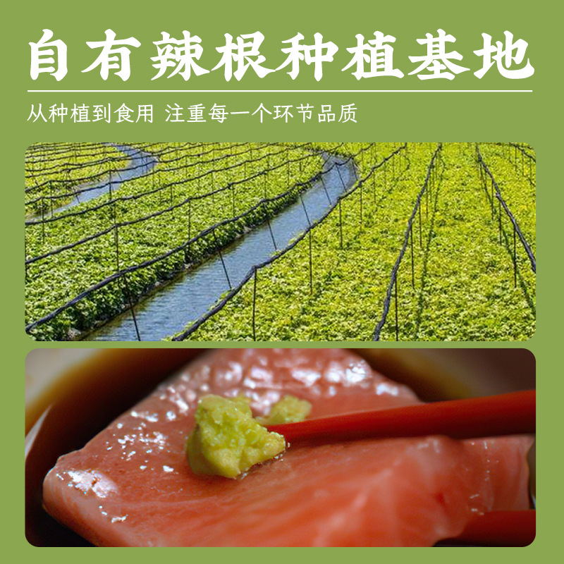 Chrysanthemum authentic spicy mustard 43g Japanese sushi sashimi salmon seafood hot pot commercial household factory wholesale