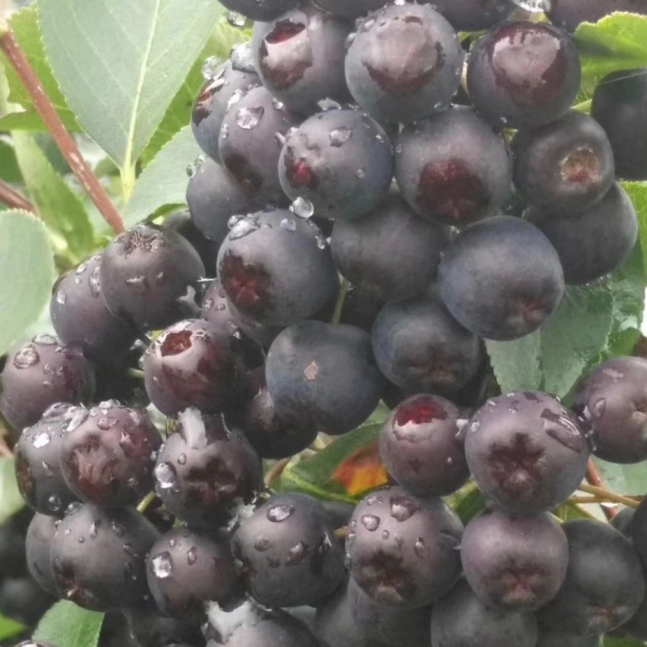 Liaoning Nursery Black Fruit Rowan Black Fruit Rowan Saplings Black Fruit Rowan Seedlings Have Sufficient Supply