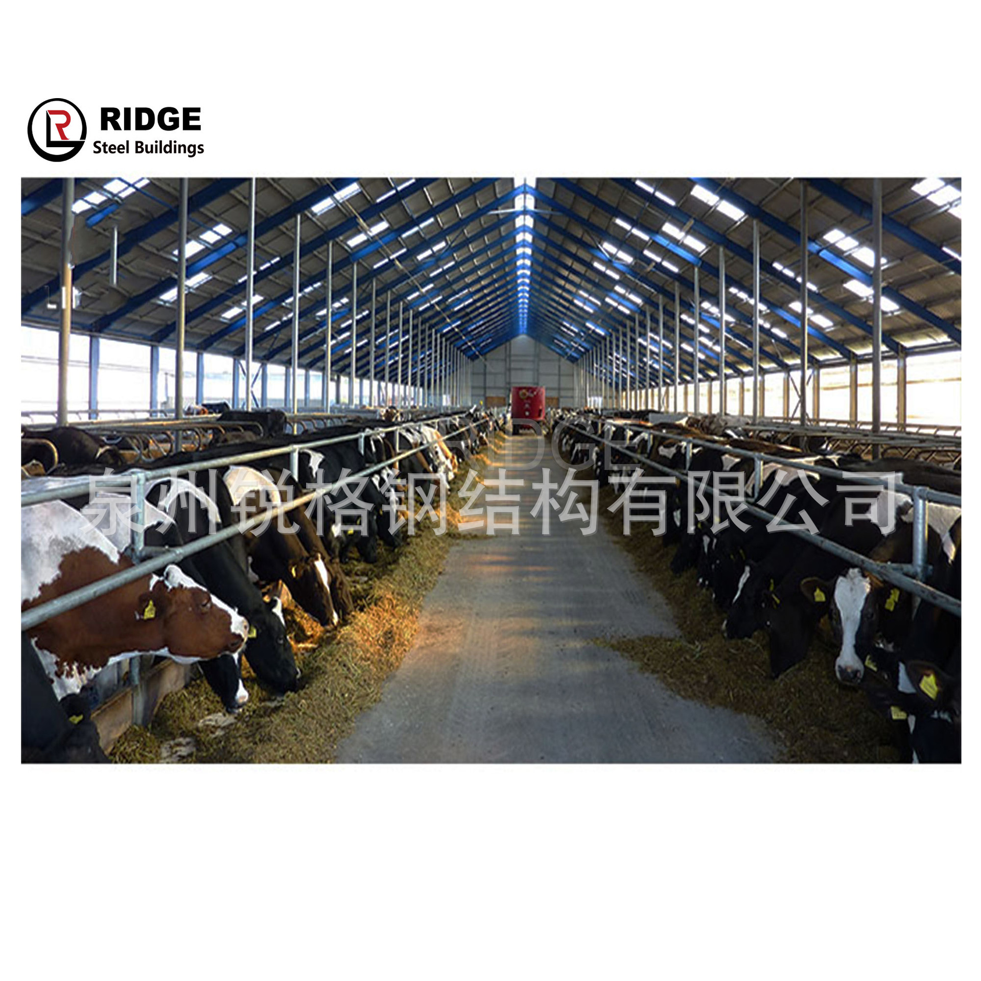 Steel Structure pig coop cattle coop horse farm horse shed farm ranch prefabricated building installation