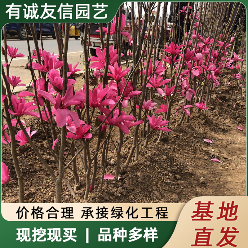 Изящные саженцы красной магнолии, ароматная магнолия, два дерева, красная пионовидная магнолия, для двора, балкона, морозостойкое ландшафтное дерево