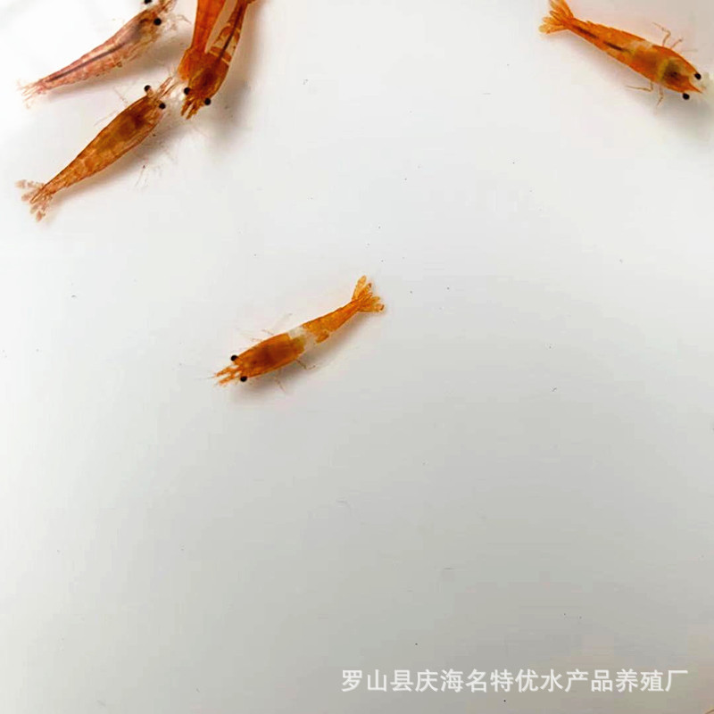 Orange Glass and Orange Cherry Blossoms Are Randomly Mixed and Shipped. Male and Female Random Pet Shrimps, Ornamental Shrimps, Shrimps, Direct Delivery from Fishing Farms