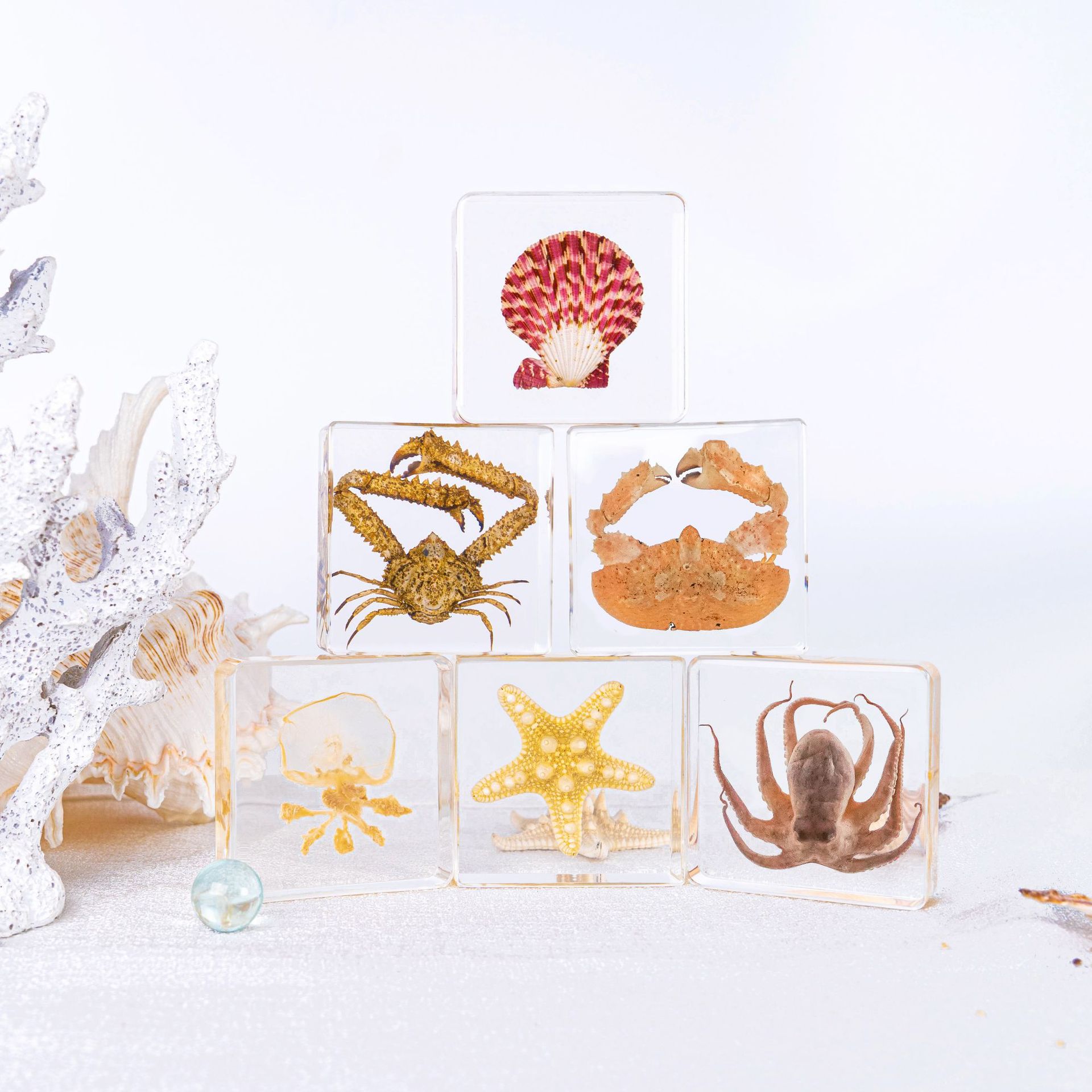 Реалистичная морская жизнь, эпоксидная смола, морская звезда, осьминог, краб, черепаха, материалы для науки, культурные и креативные пособия для детского сада