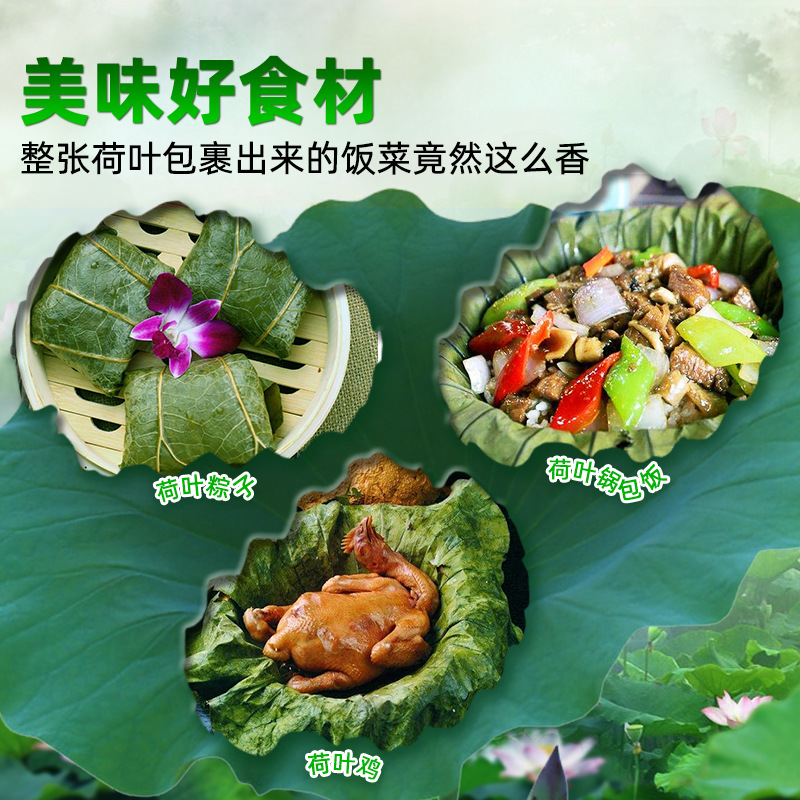 Large Dried Lotus Leaf Taibai Lake Natural Whole Dried Lotus Leaf for Lotus Leaf Chicken Glutinous Rice Chicken Whole Dried Lotus Leaf