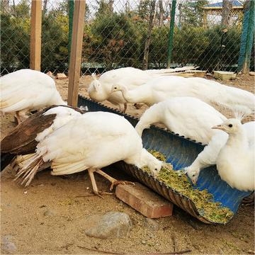 Large-Tailed Ornamental Peacock Live Wholesale Sale of Warm-Peacock Seedlings, Live Blue Peacock Breeding in Scenic Spots and Gardens