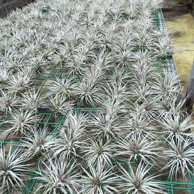 Factory Direct Air Tillandsia Soilless Plants Air Tillandsia Marshmallow Wholesale